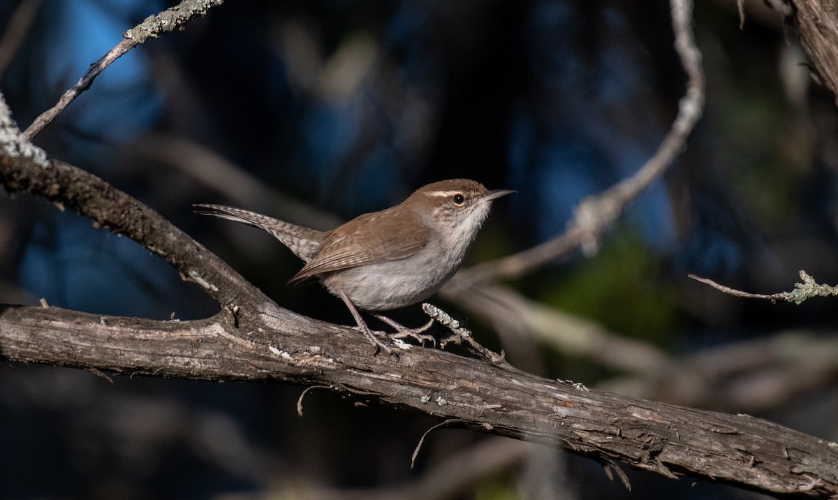 Cucarachero Colinegro - ML646535871