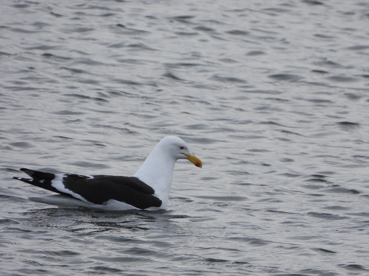 ミナミオオセグロカモメ - ML646535872