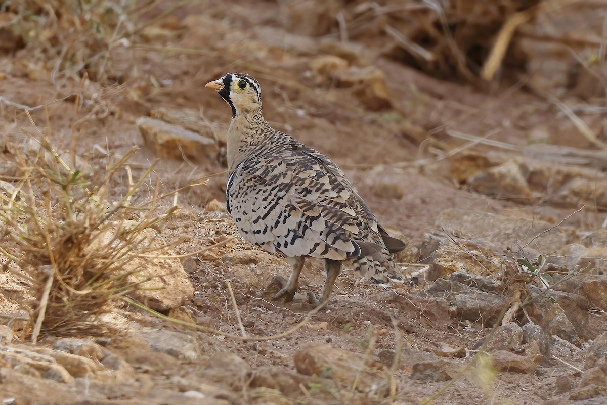 Black-faced Sandgrouse - ML646535873