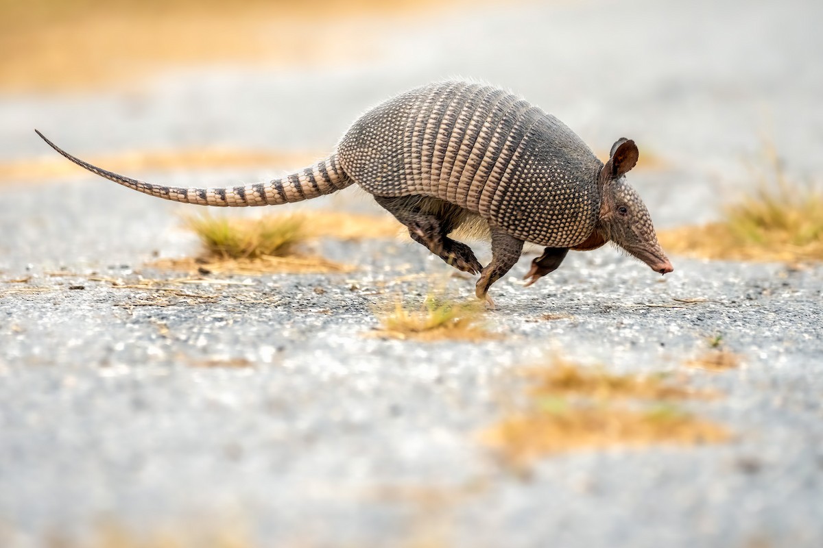 被甲目 - ML646535874