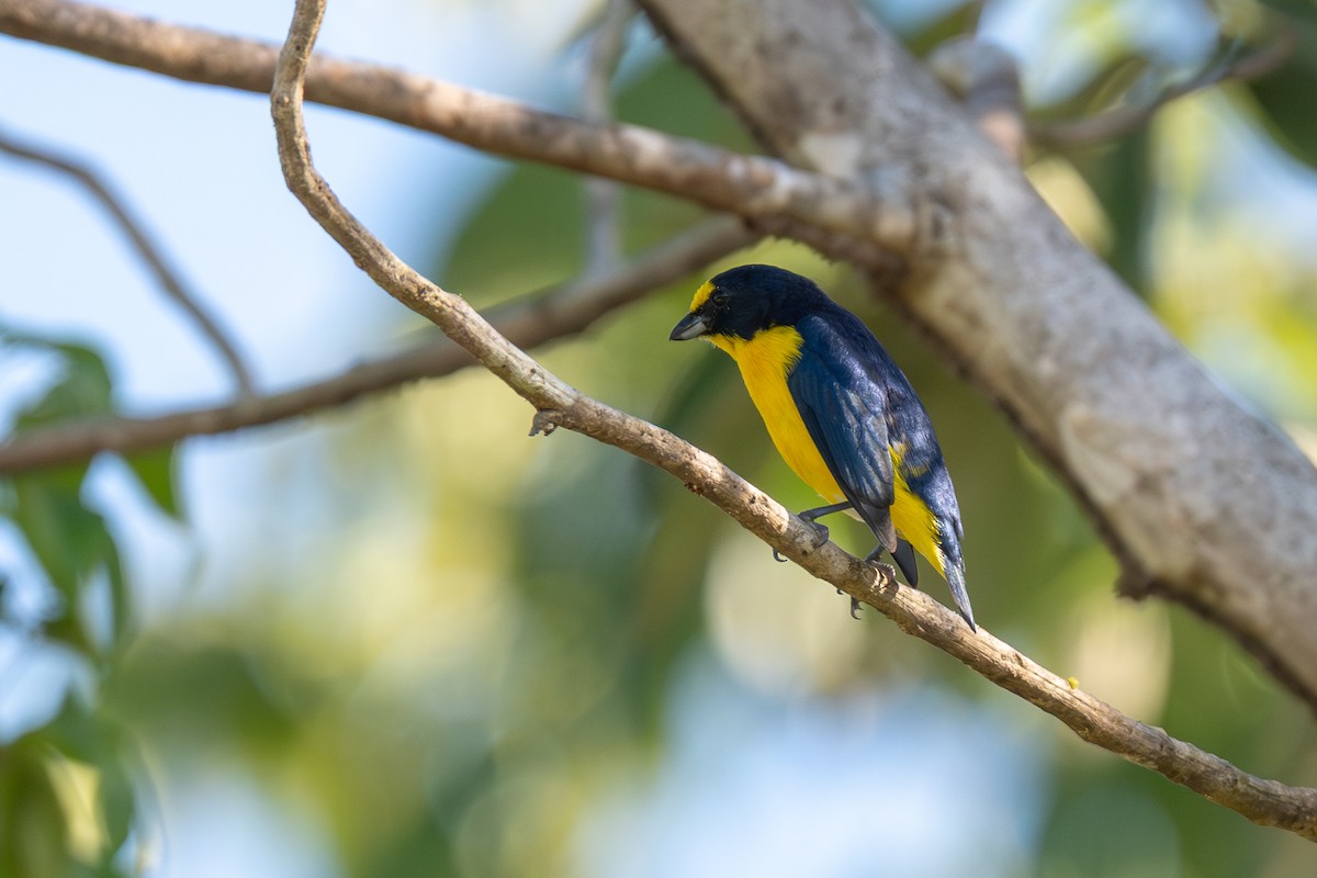 Yellow-throated Euphonia - ML646535875