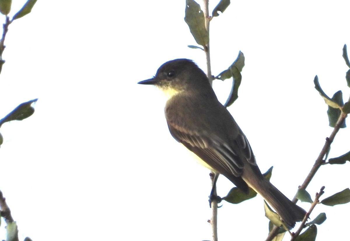 Eastern Phoebe - ML646535880