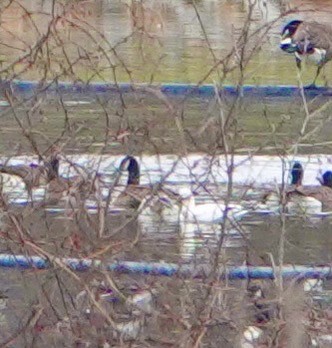 Ross's Goose - ML646535881