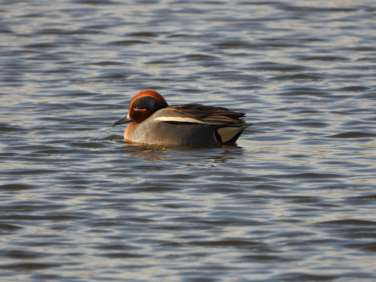 Green-winged Teal (Eurasian) - ML646535882