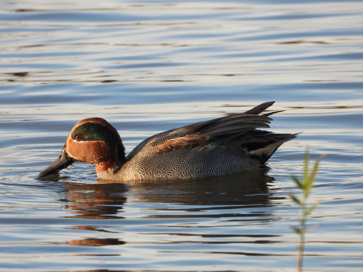 Green-winged Teal (Eurasian) - ML646535883