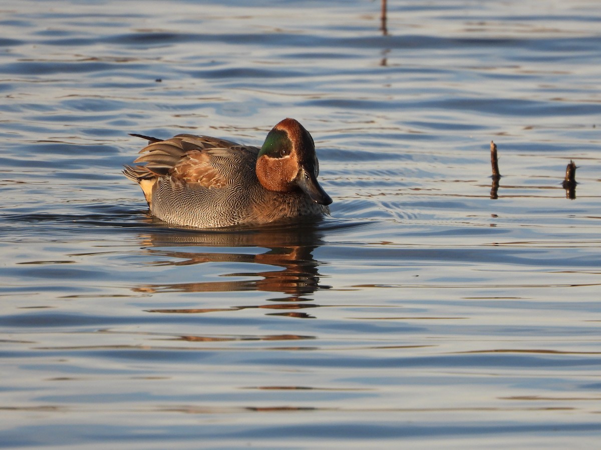 Green-winged Teal (Eurasian) - ML646535884