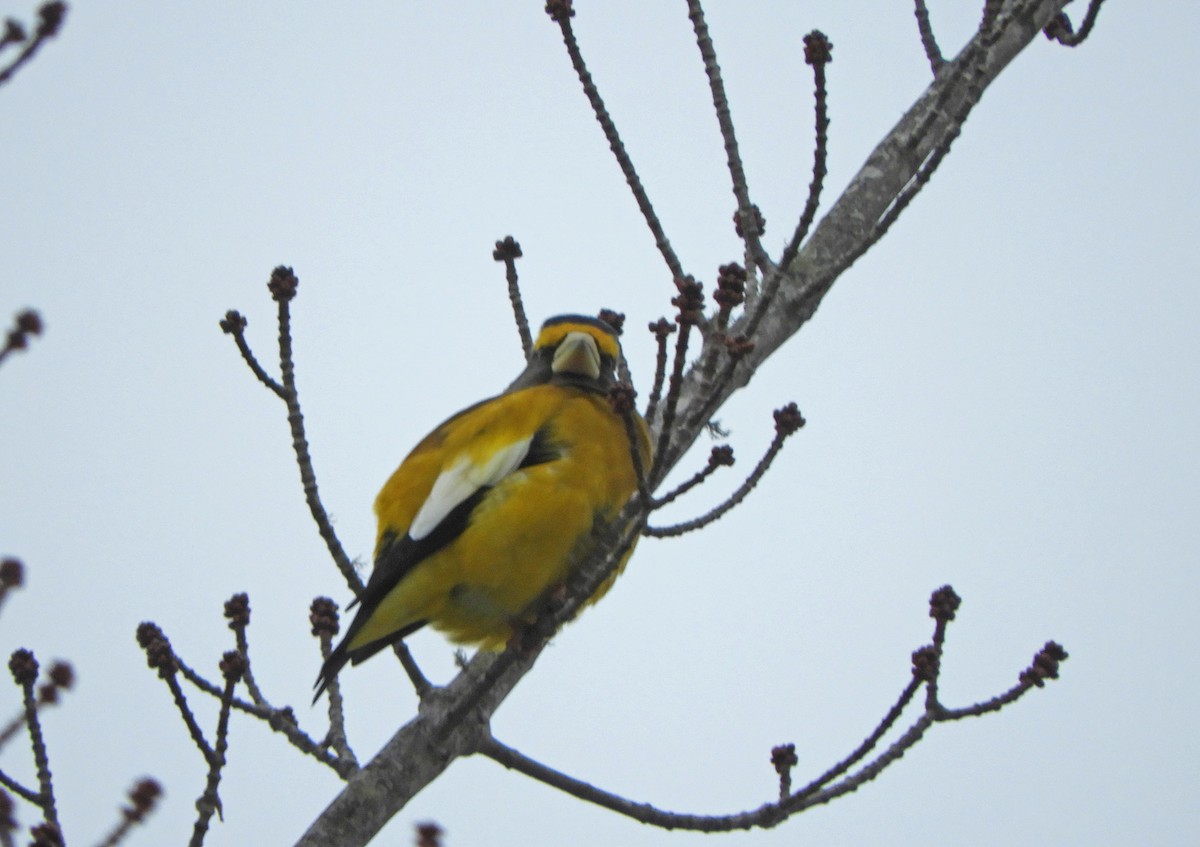 Evening Grosbeak - ML646535885