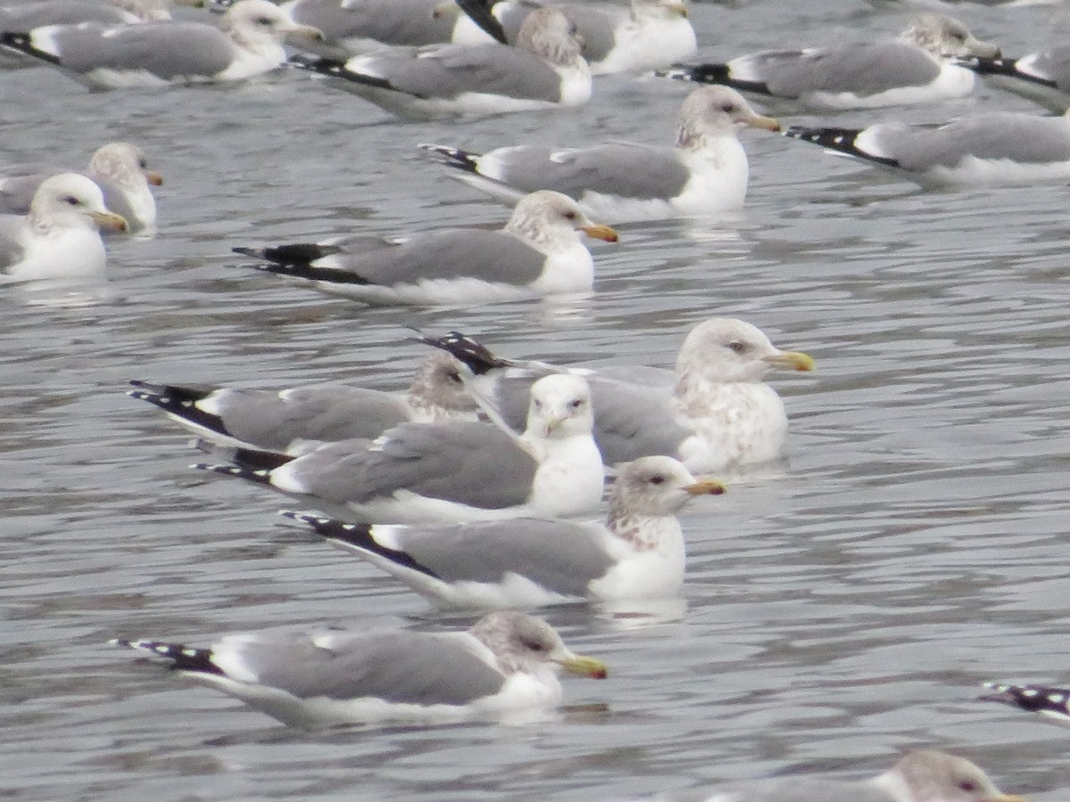 American Herring Gull - ML646535886