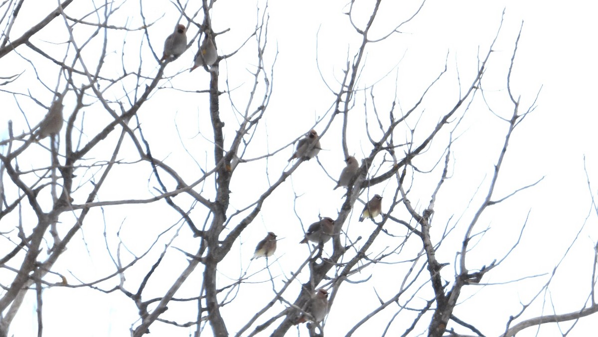 Bohemian Waxwing - ML646535888