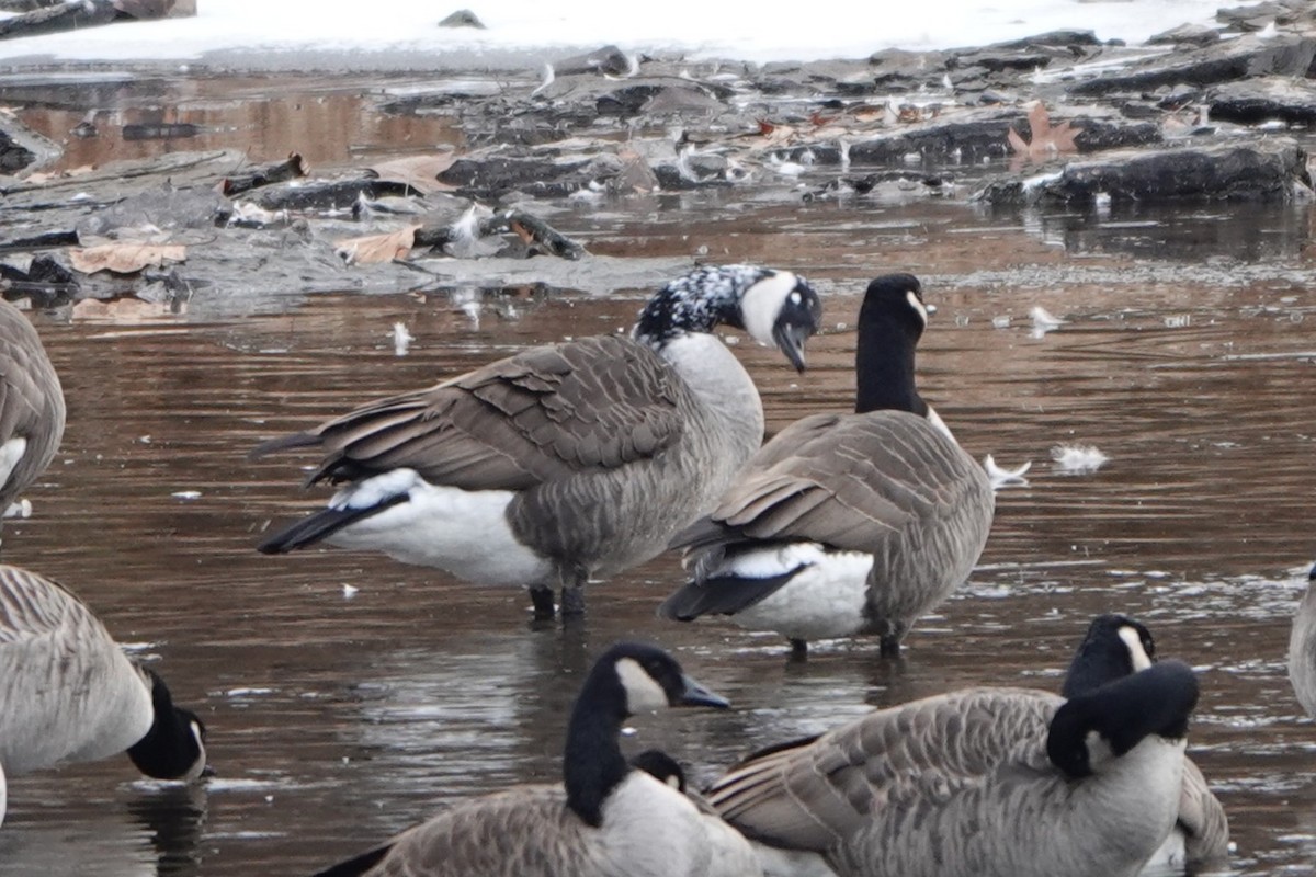 ברנטה קנדית - ML646535890