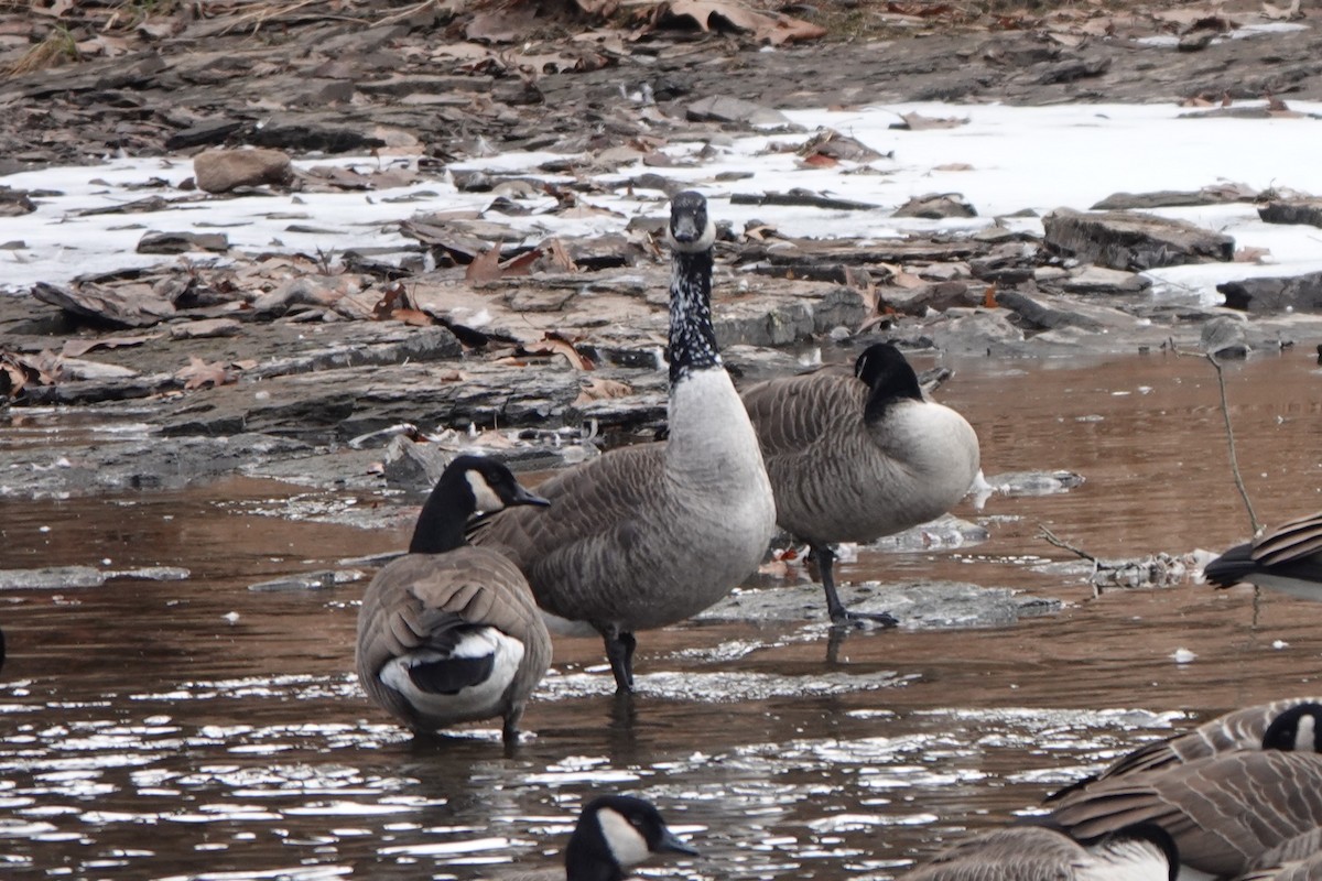 ברנטה קנדית - ML646535891