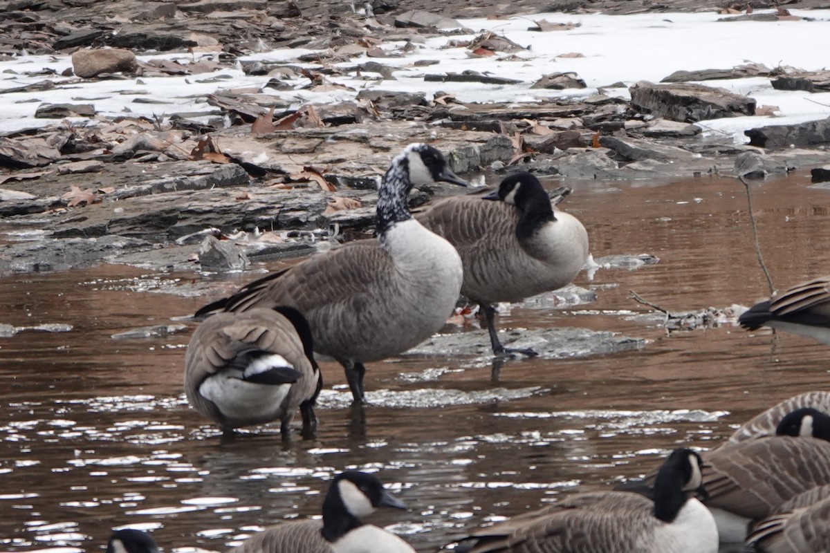 ברנטה קנדית - ML646535892