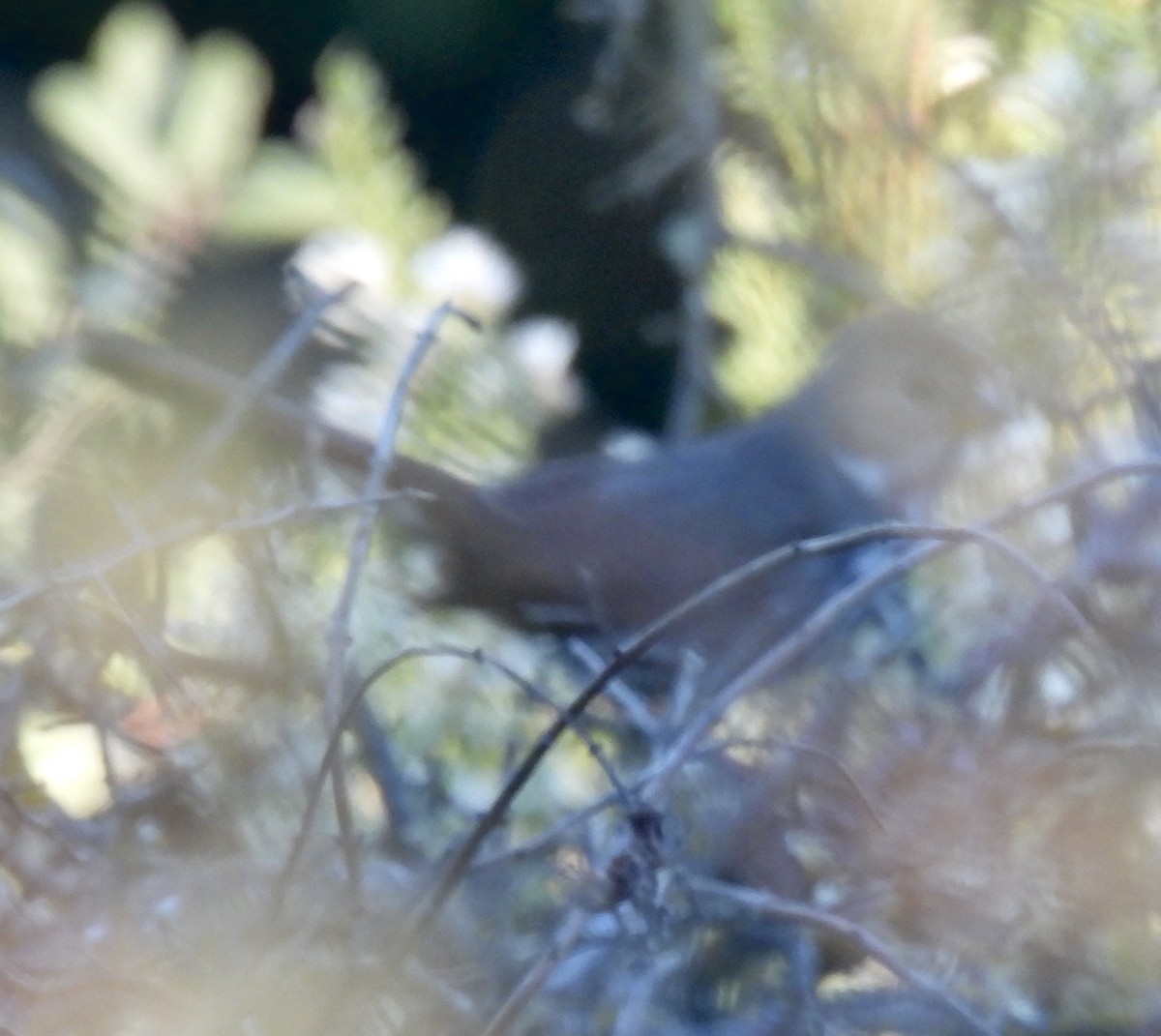 Fox Sparrow (Thick-billed) - ML646535893