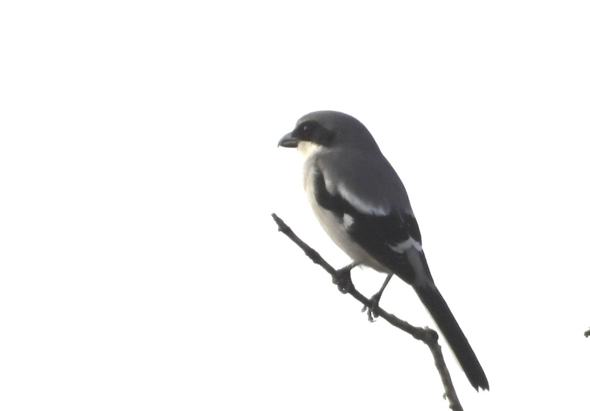 Loggerhead Shrike - ML646535897