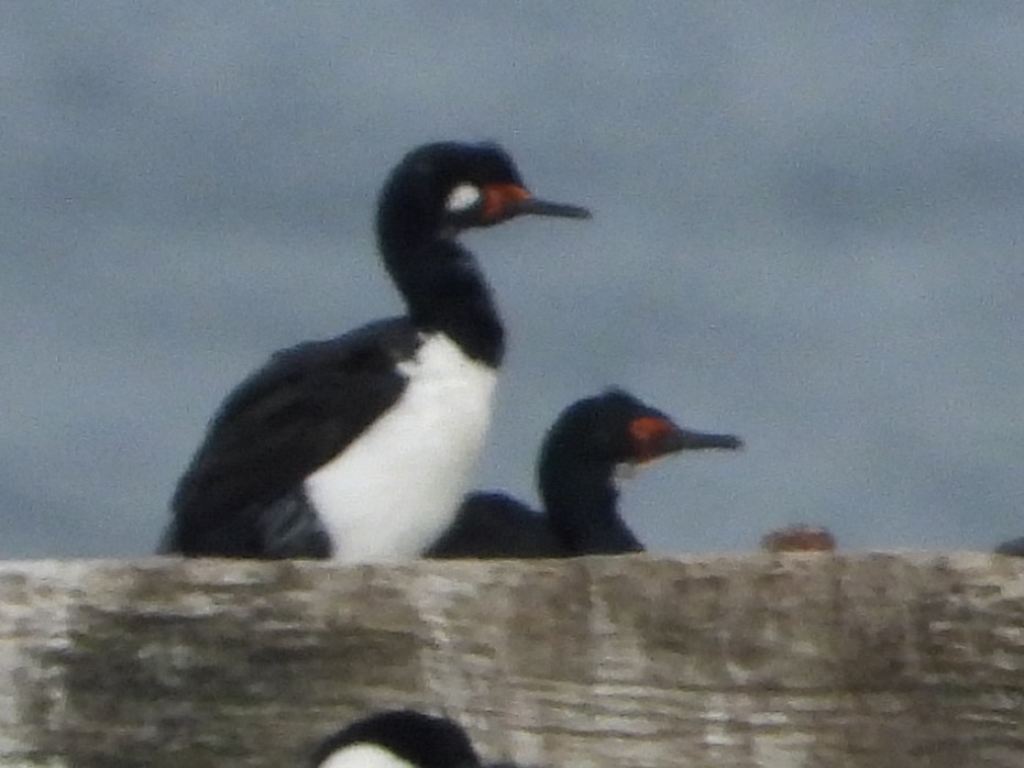 クロクビムナジロヒメウ - ML646535898