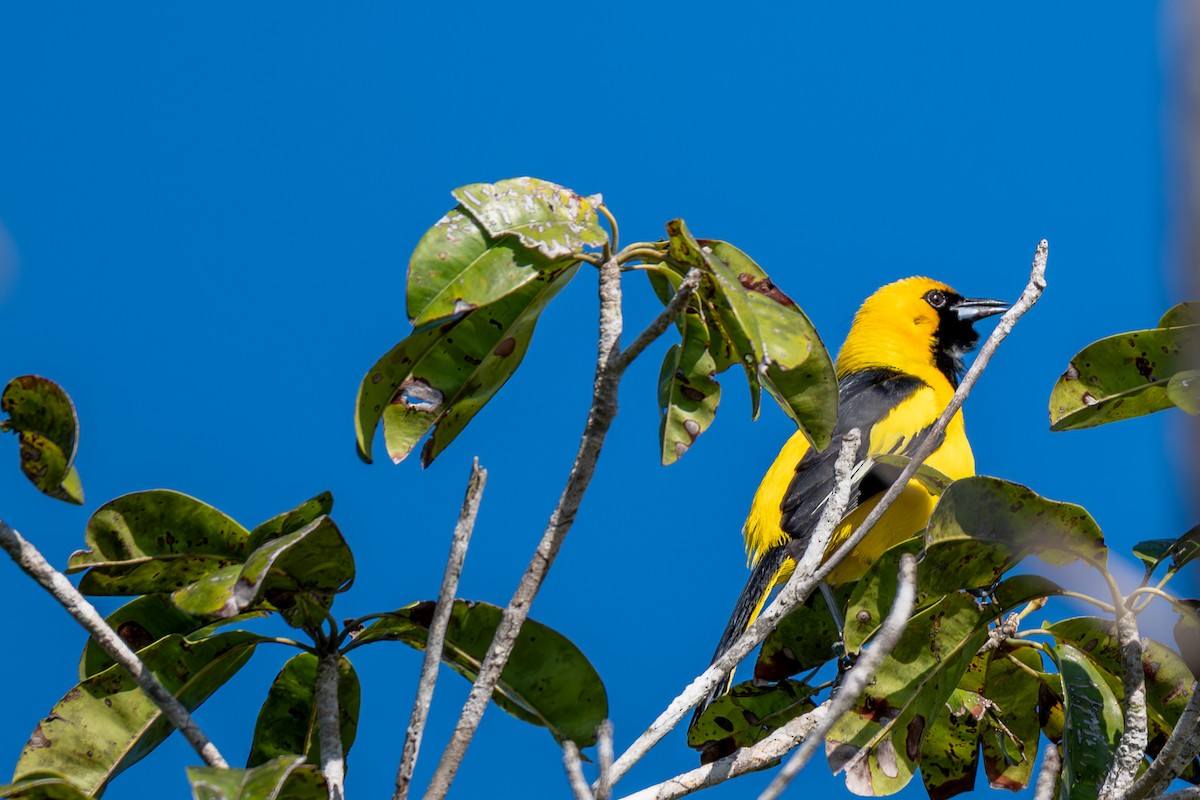 Yellow-tailed Oriole - ML646535900