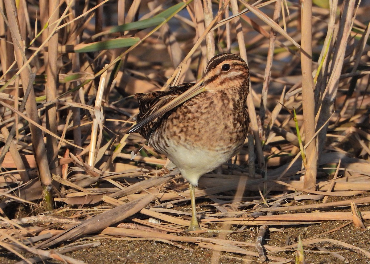Common Snipe - ML646535909