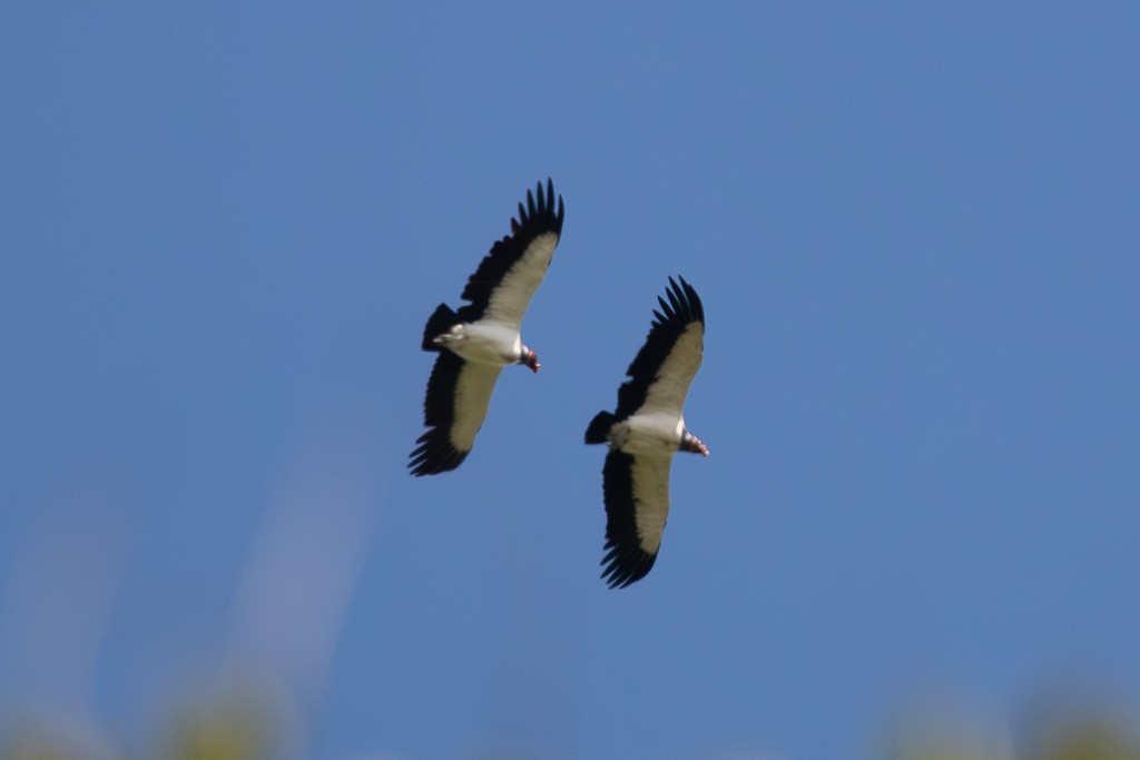 King Vulture - ML646535912