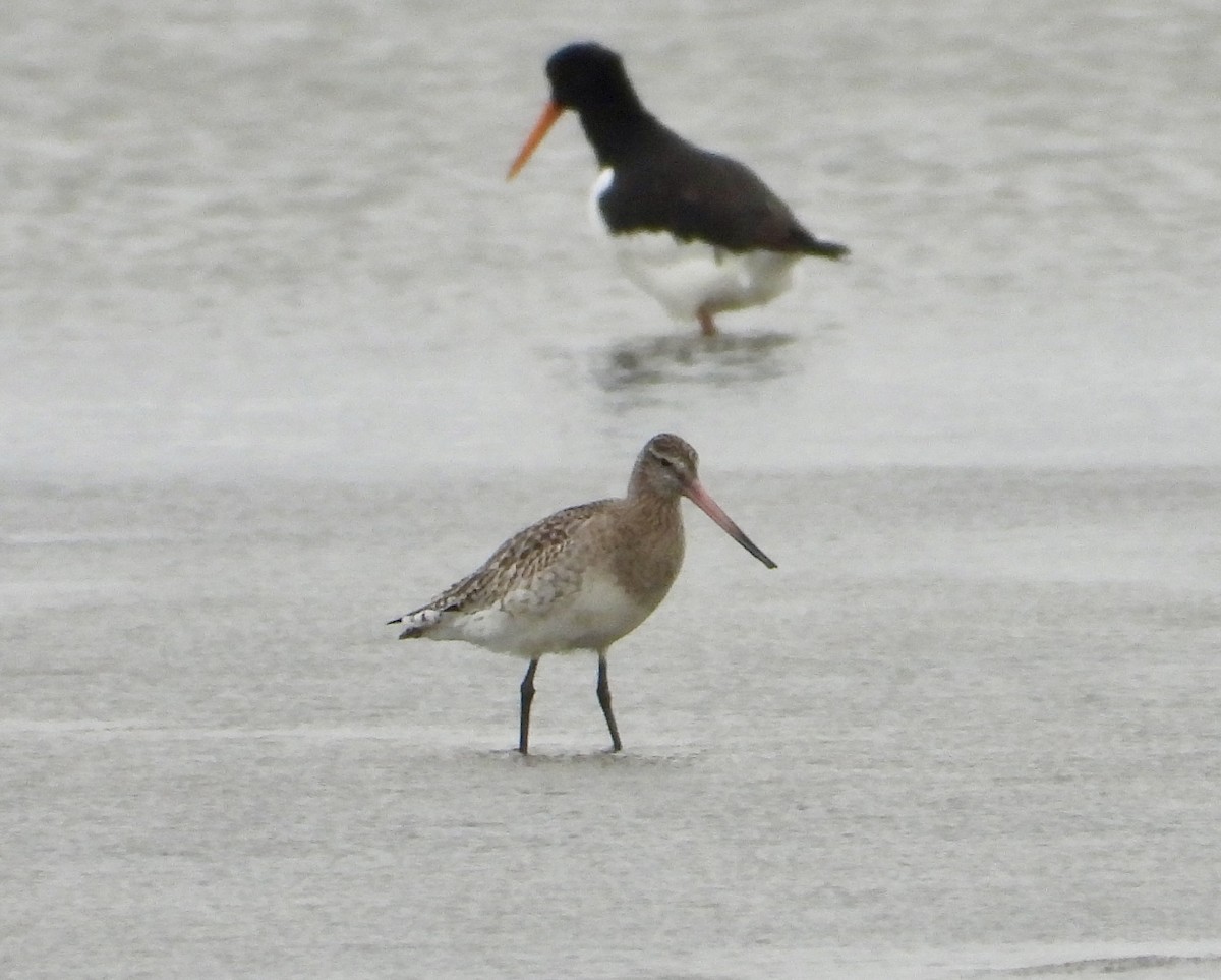 Bar-tailed Godwit - ML646535916