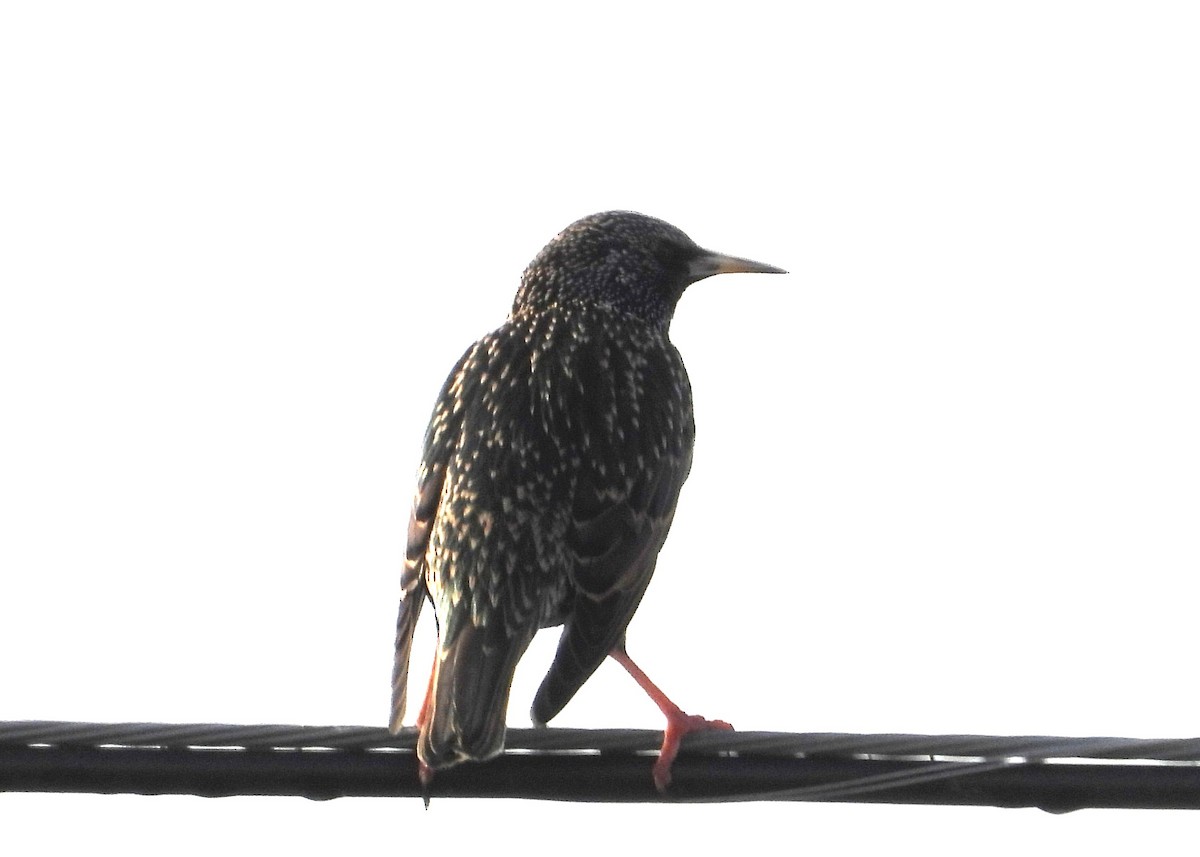 Arabazozo pikarta - ML646535917