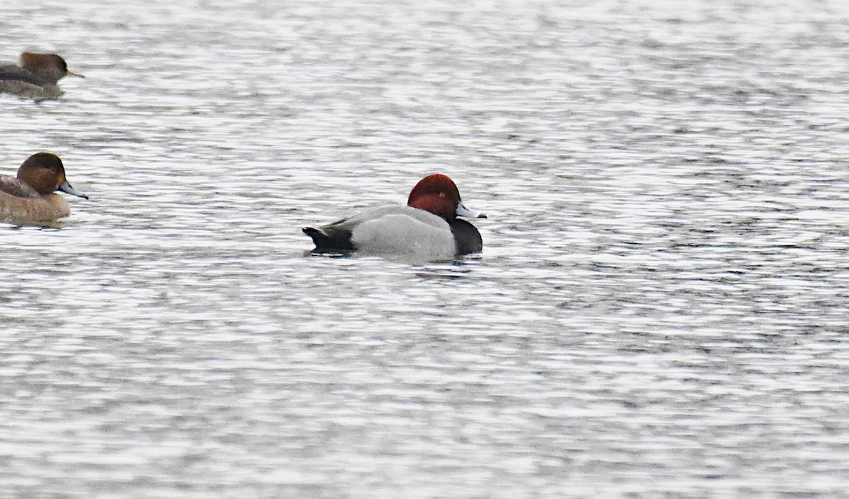 Redhead - ML646535918