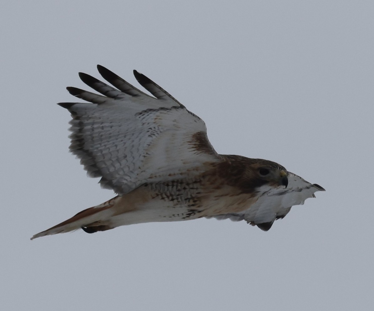 Buse à queue rousse (borealis) - ML646535922