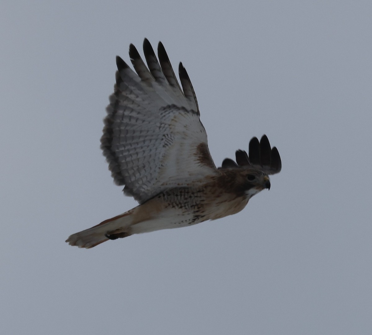 Buse à queue rousse (borealis) - ML646535923