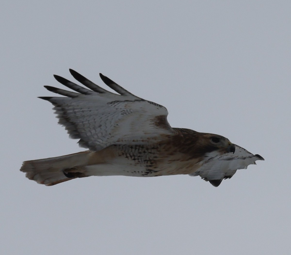 Buse à queue rousse (borealis) - ML646535924