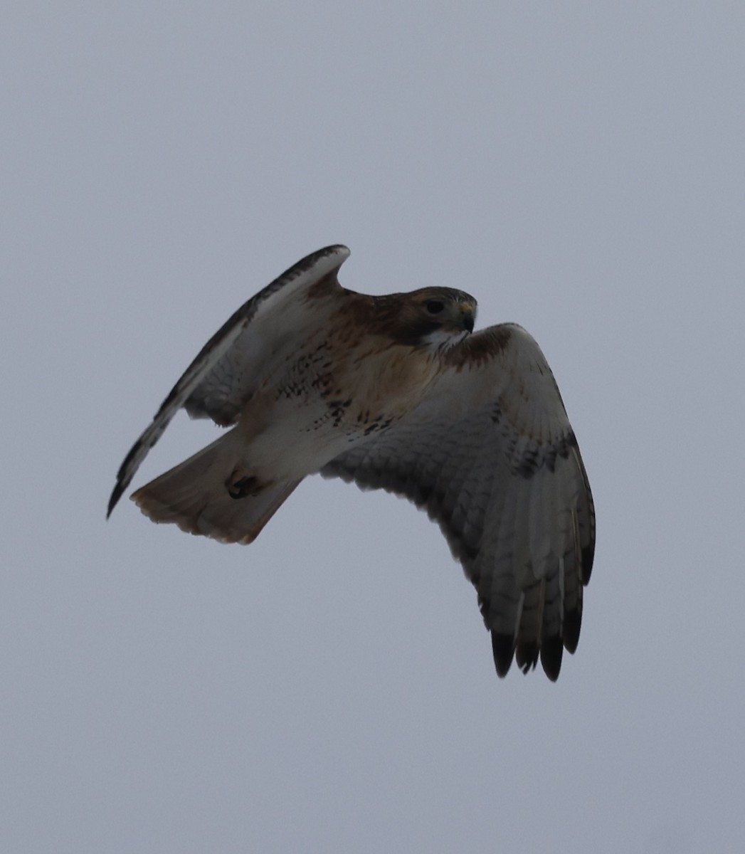 Buse à queue rousse (borealis) - ML646535925