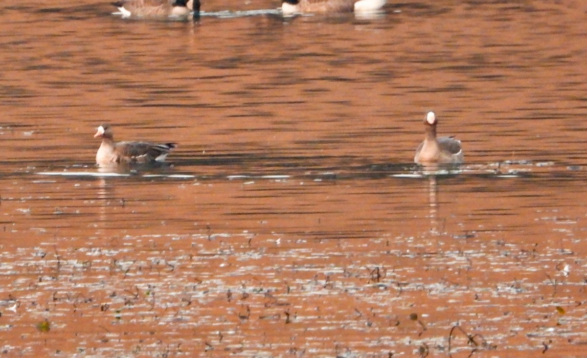 白額雁 - ML646535926