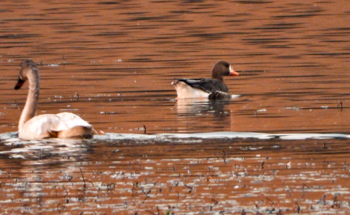 白額雁 - ML646535927