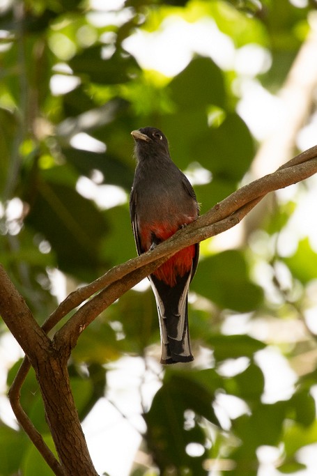 Surucua Trogon - ML646535928