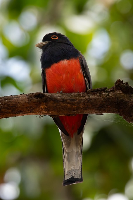 Surucua Trogon - ML646535929