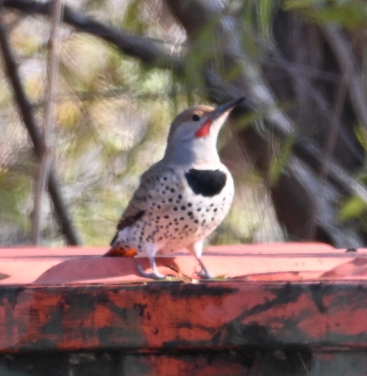 Carpintero Escapulario - ML646535930