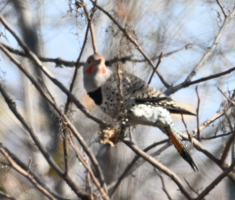 Carpintero Escapulario - ML646535932