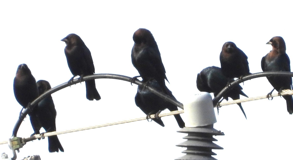 Brown-headed Cowbird - ML646535933
