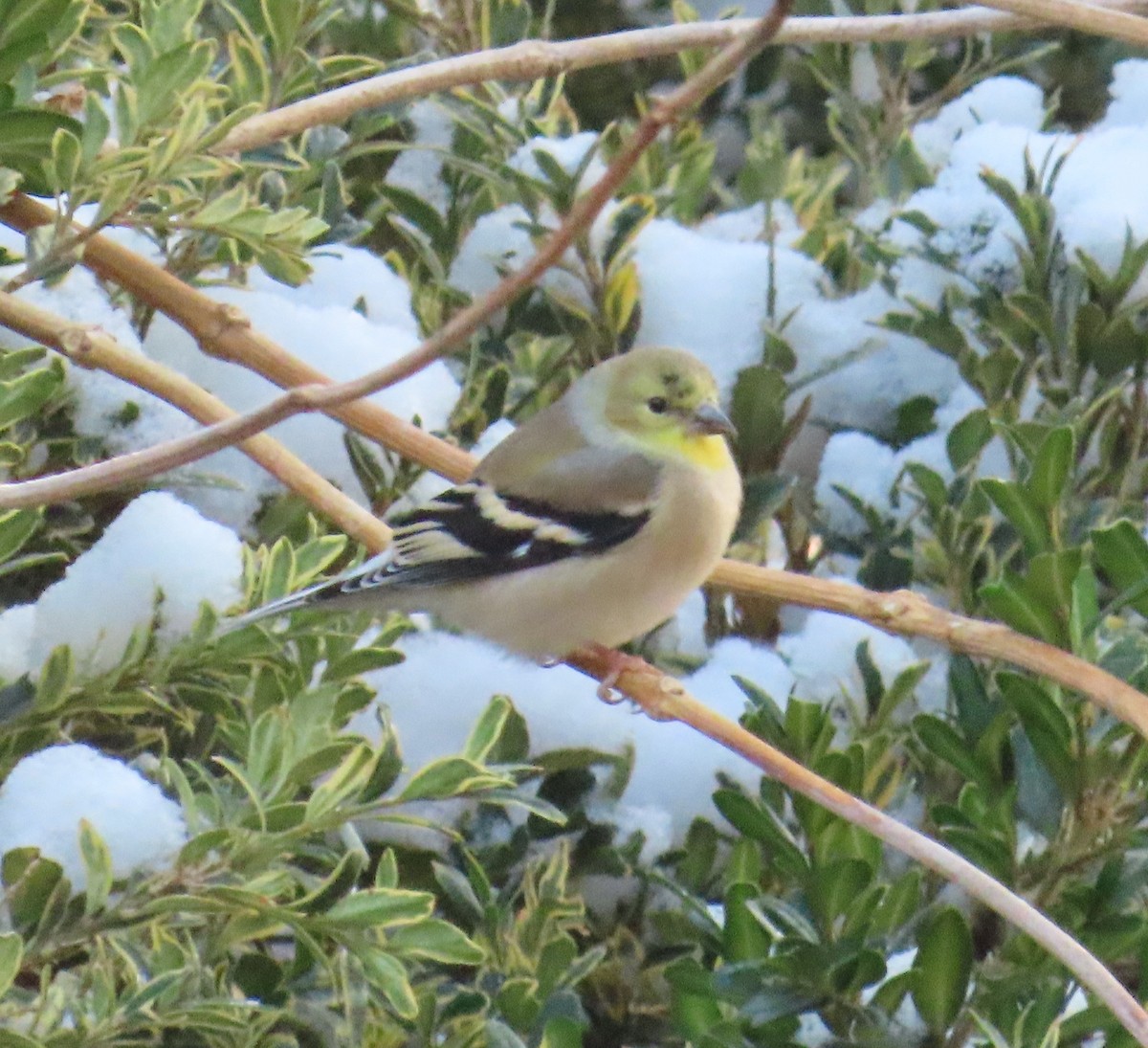 American Goldfinch - ML646535934