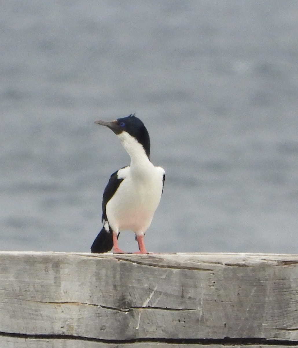 Imperial Cormorant - ML646535935