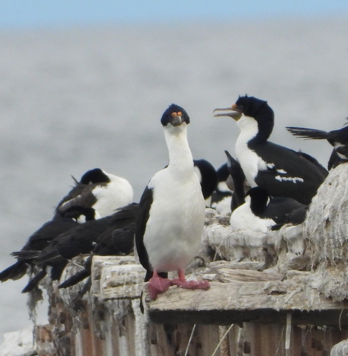 Imperial Cormorant - ML646535936