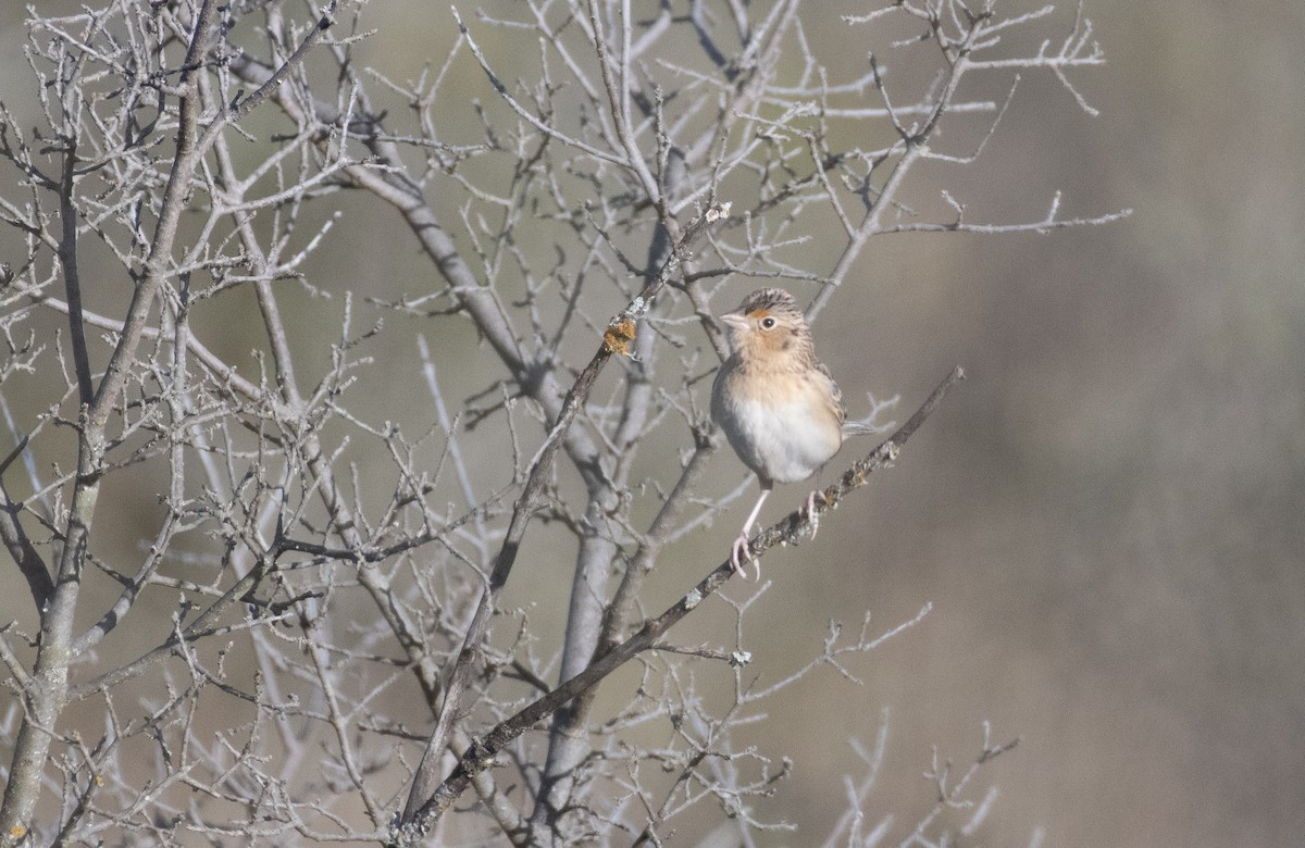 Chingolo Saltamontes - ML646535940