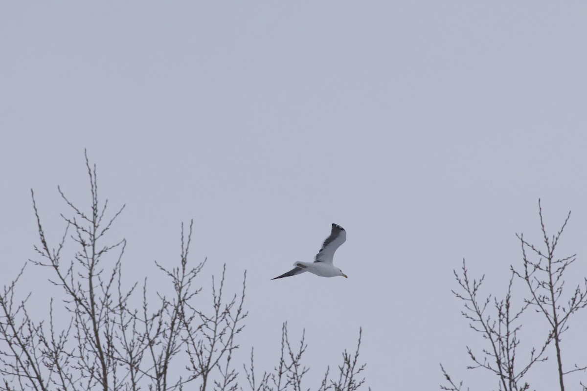 Great Black-backed Gull - ML646535941