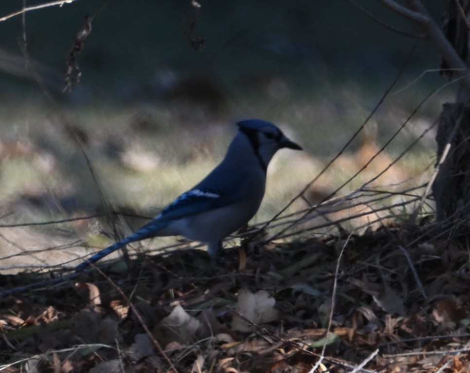 Chara Azul - ML646535944