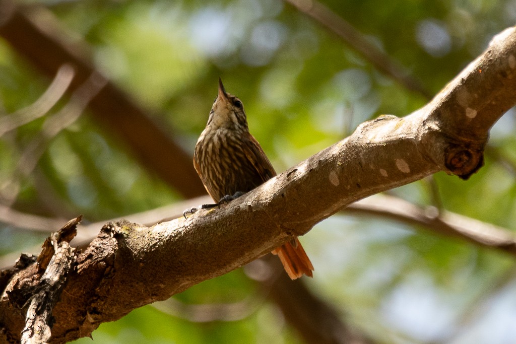 Streaked Xenops - ML646535945