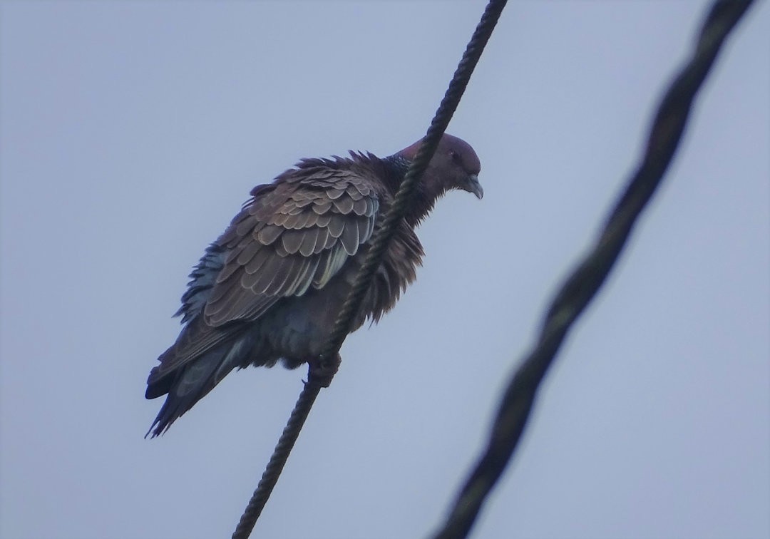 Pikazuro Güvercini - ML646535946