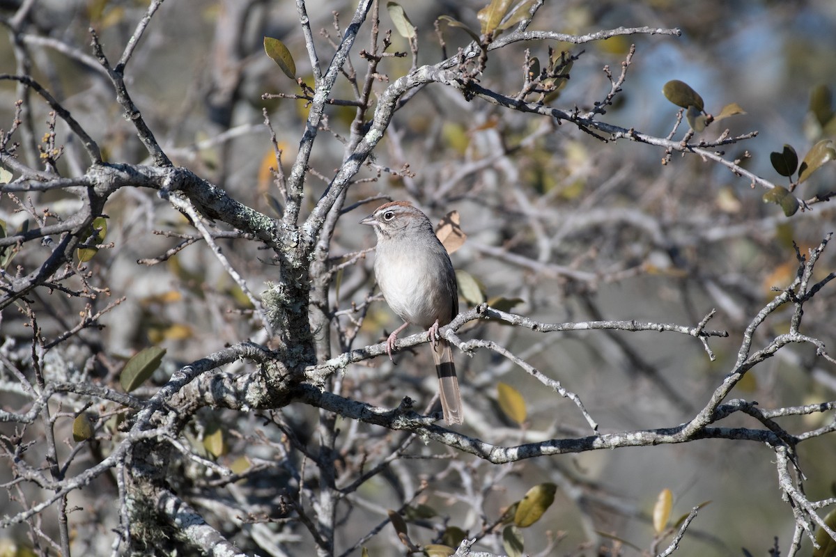 Chingolo Coronirrufo - ML646535947