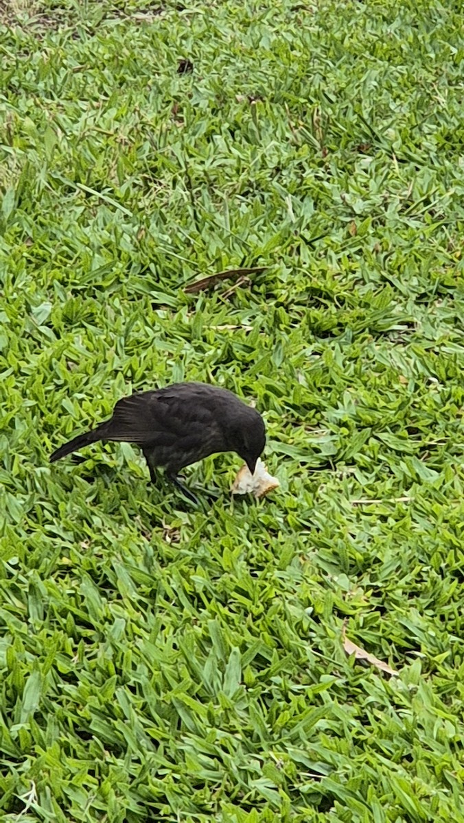 Shiny Cowbird - ML646535948