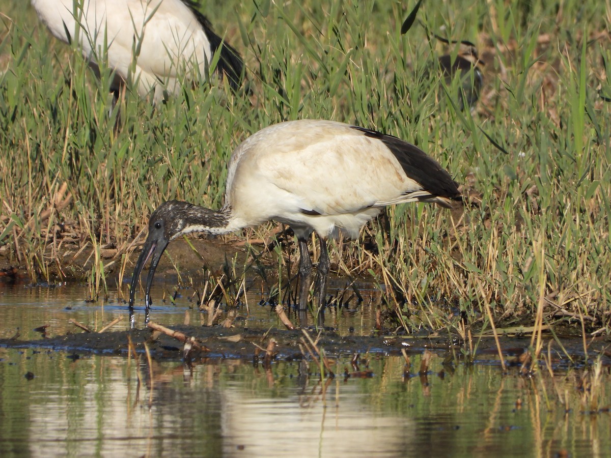 African Sacred Ibis - ML646535955