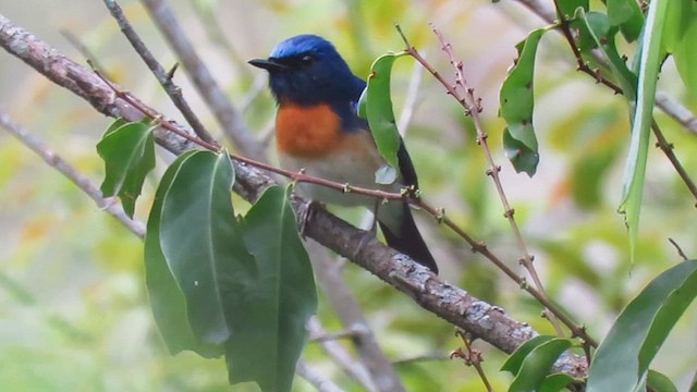 Нільтава синьоголова - ML646535956