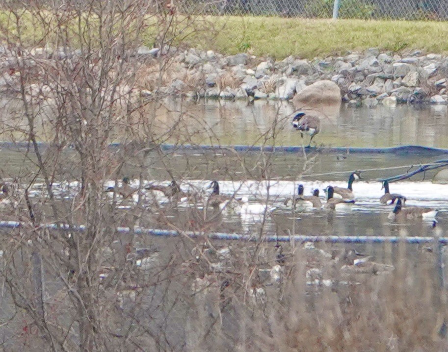 Ross's Goose - ML646535957