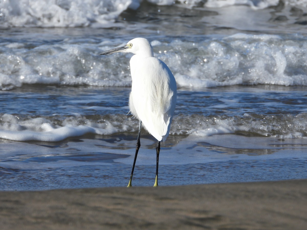 Little Egret - ML646535964